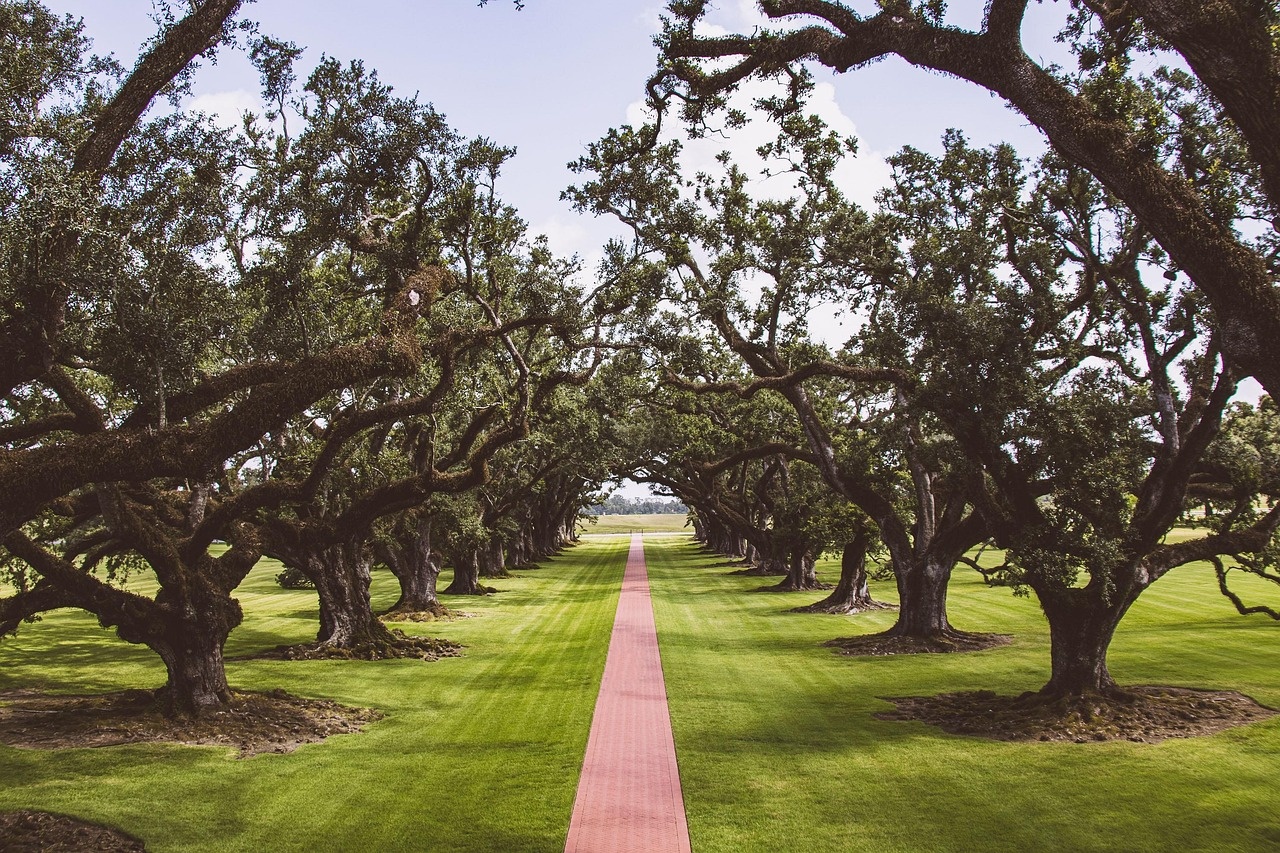Professional landscape expertise